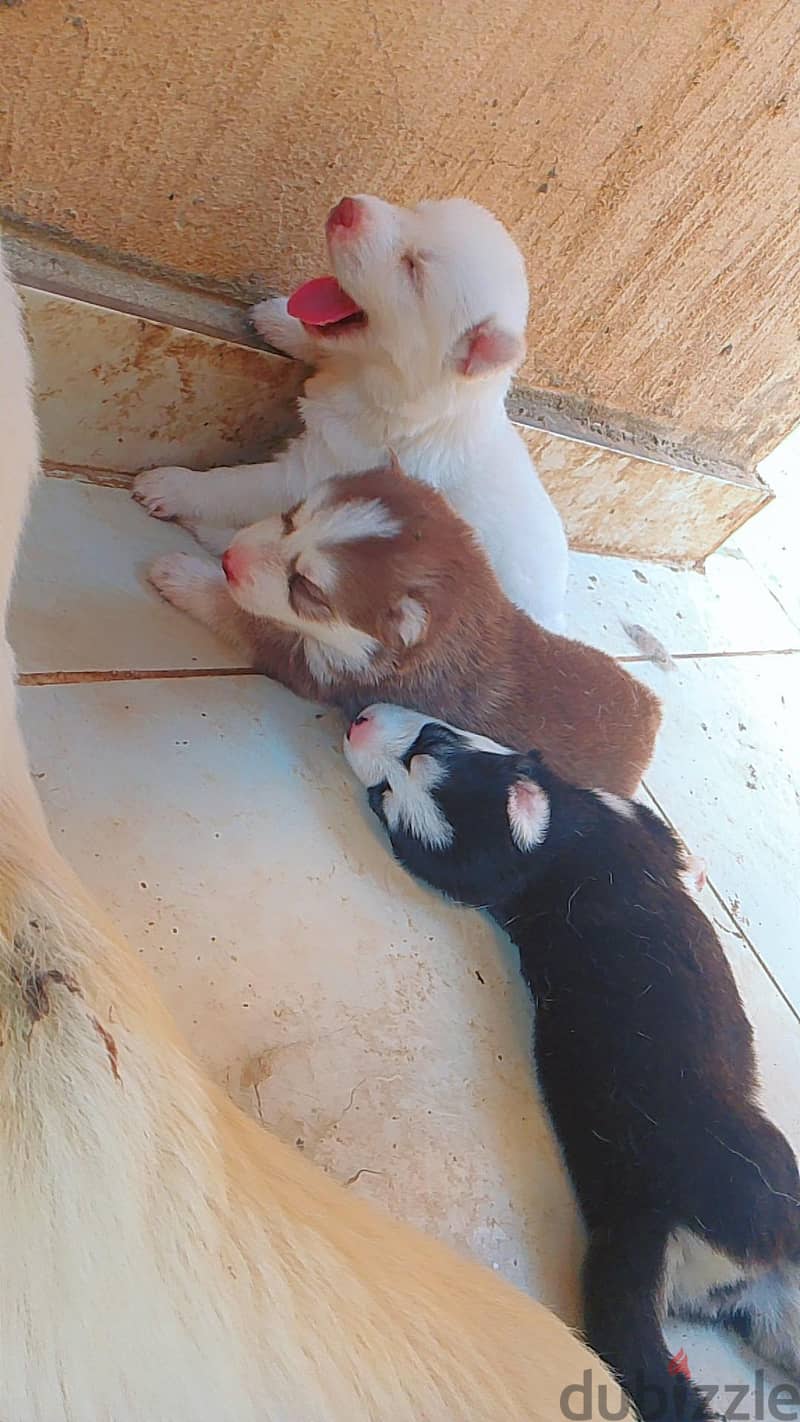 huskyyyyyyyyyyyyyyyy 4