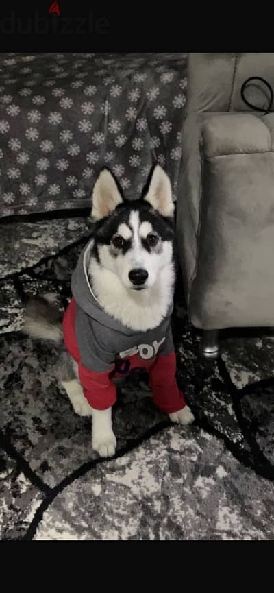 sibrian husky