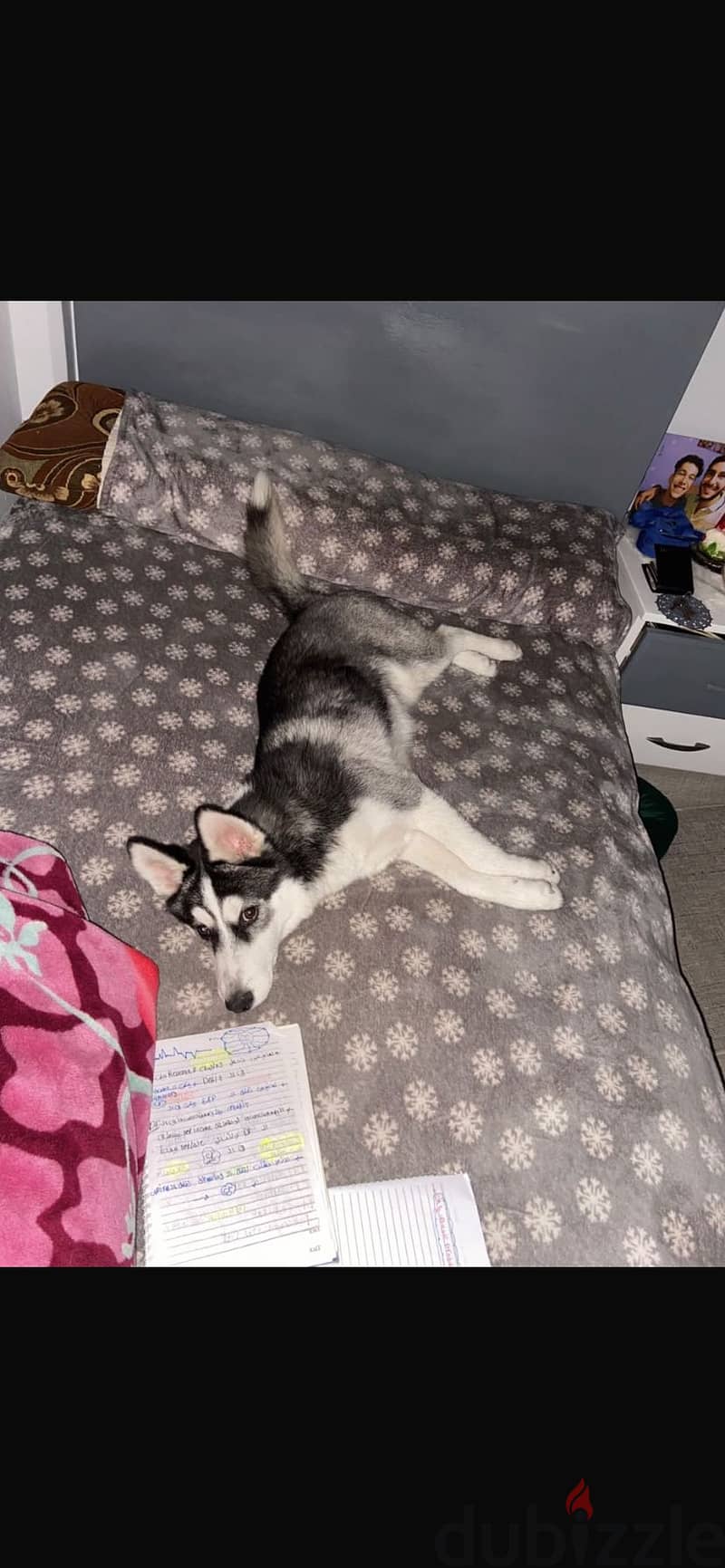 sibrian husky 1