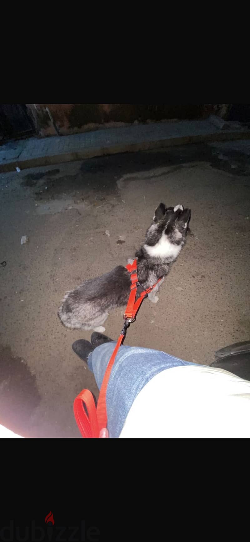 sibrian husky 2