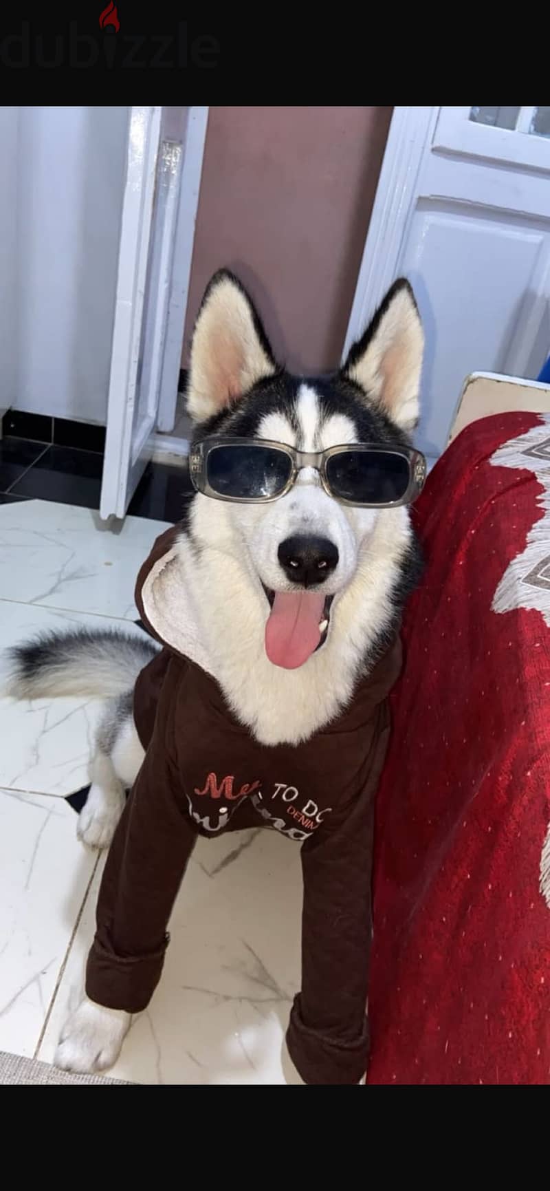 sibrian husky 3