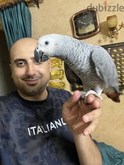 بسم الله مشاء الله حته زنجباري تحفه متكلمه مفيش عض هاديه جدا لون فاتح