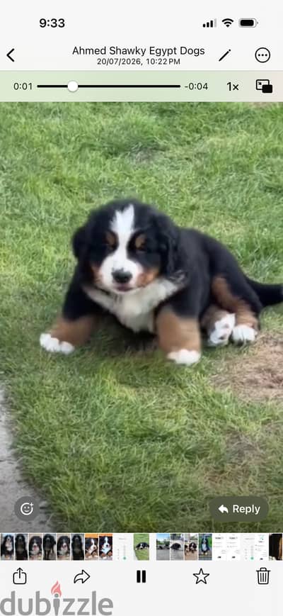 Bernese mountain dog ( Rio )