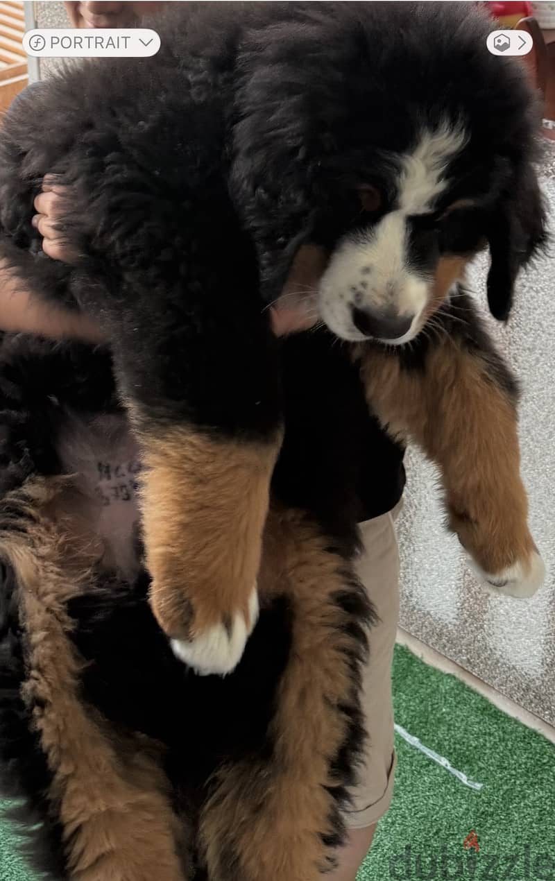 Bernese mountain dog ( Rio ) 1