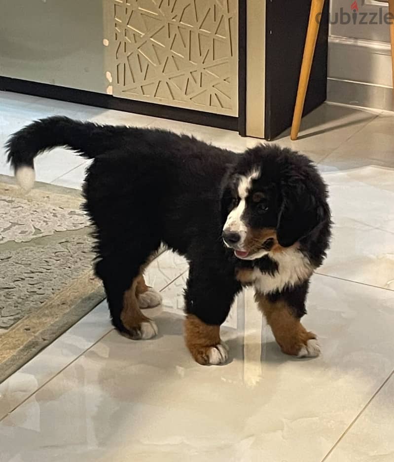 Bernese mountain dog ( Rio ) 2