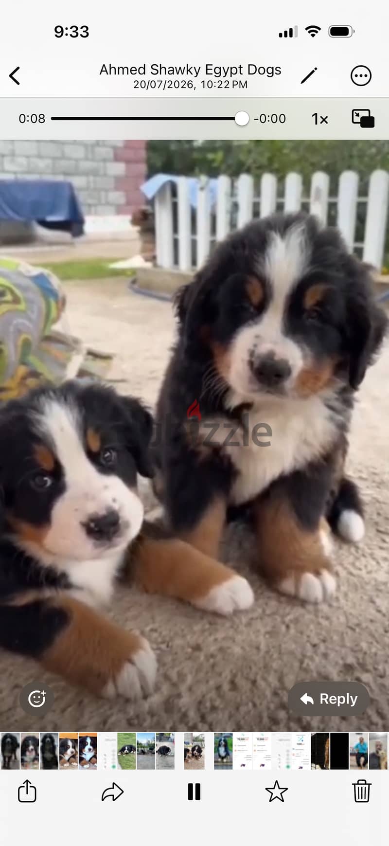 Bernese mountain dog ( Rio ) 3