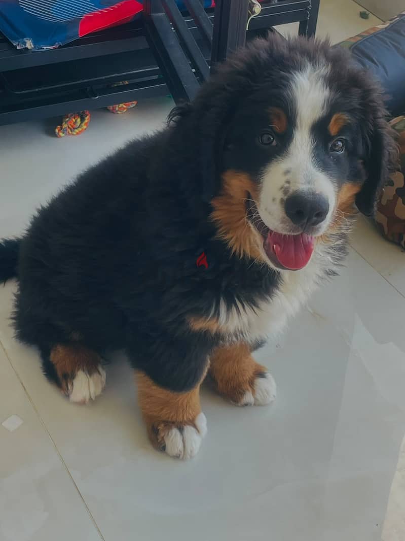 Bernese mountain dog ( Rio ) 4