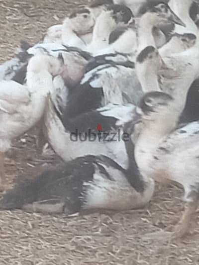 بط بغال