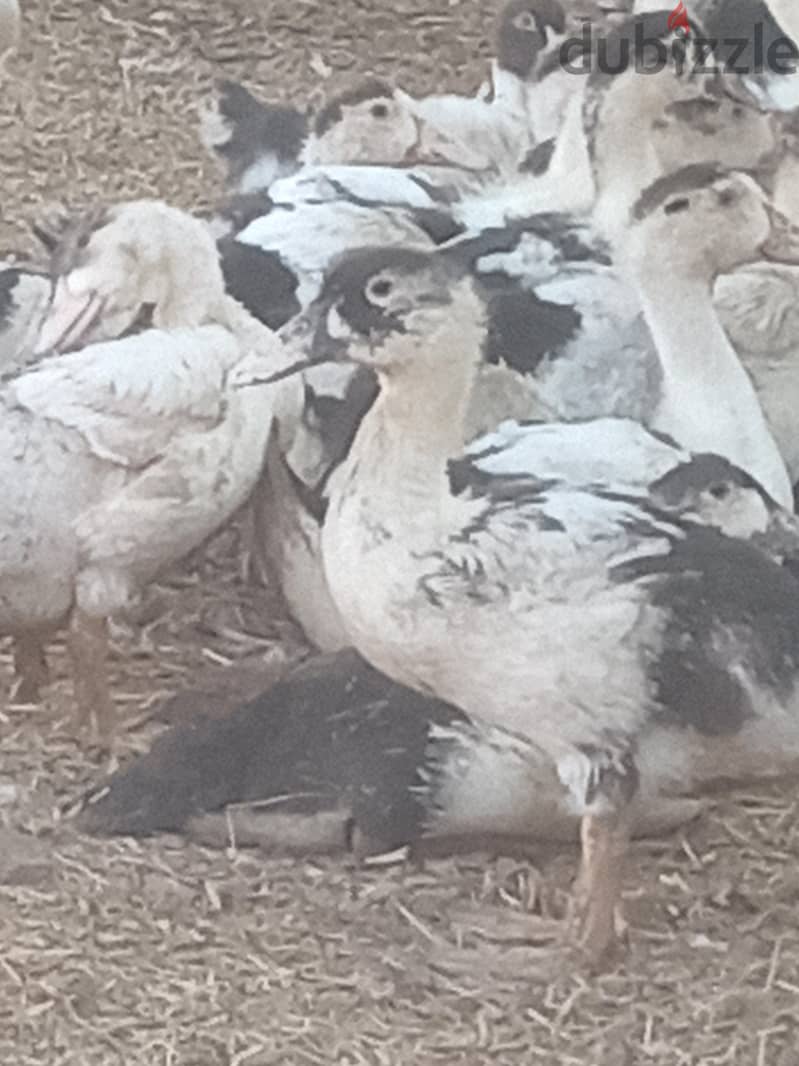 بط بغال 1