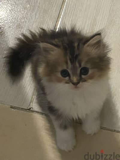 قطه شيرازى أصلى ٥٠ يوم للبيع  Pure Persian kitten