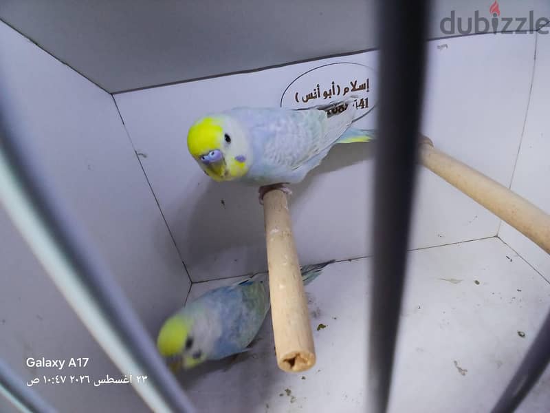 ريمبو جولدن 2