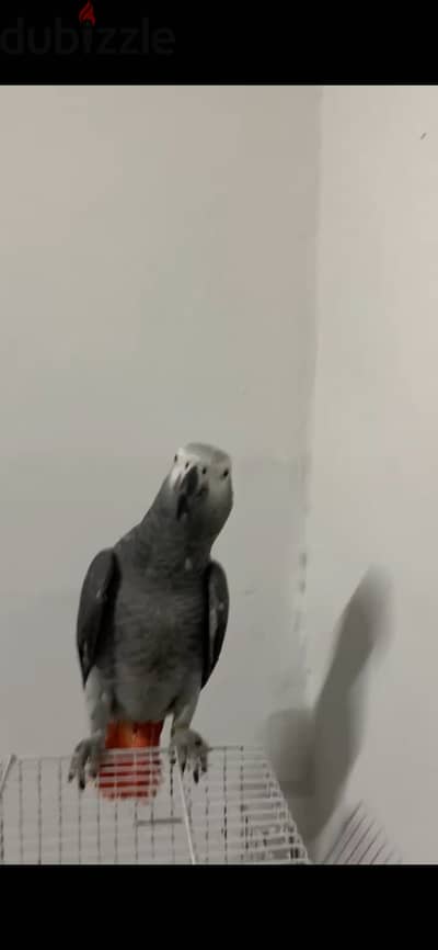 رنجباري