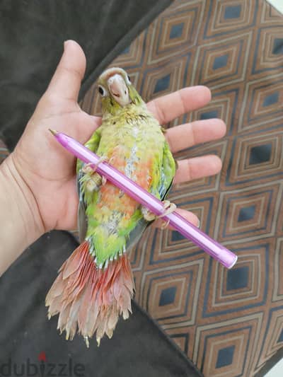 لوزة.  للبيع