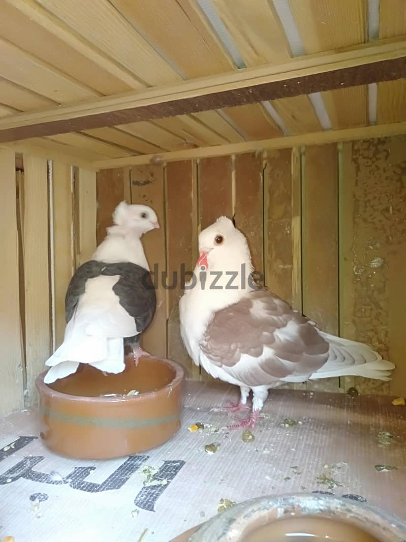 حمام للبيع 1