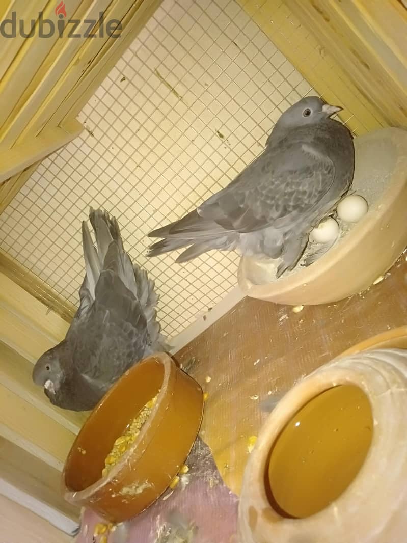 حمام للبيع 2