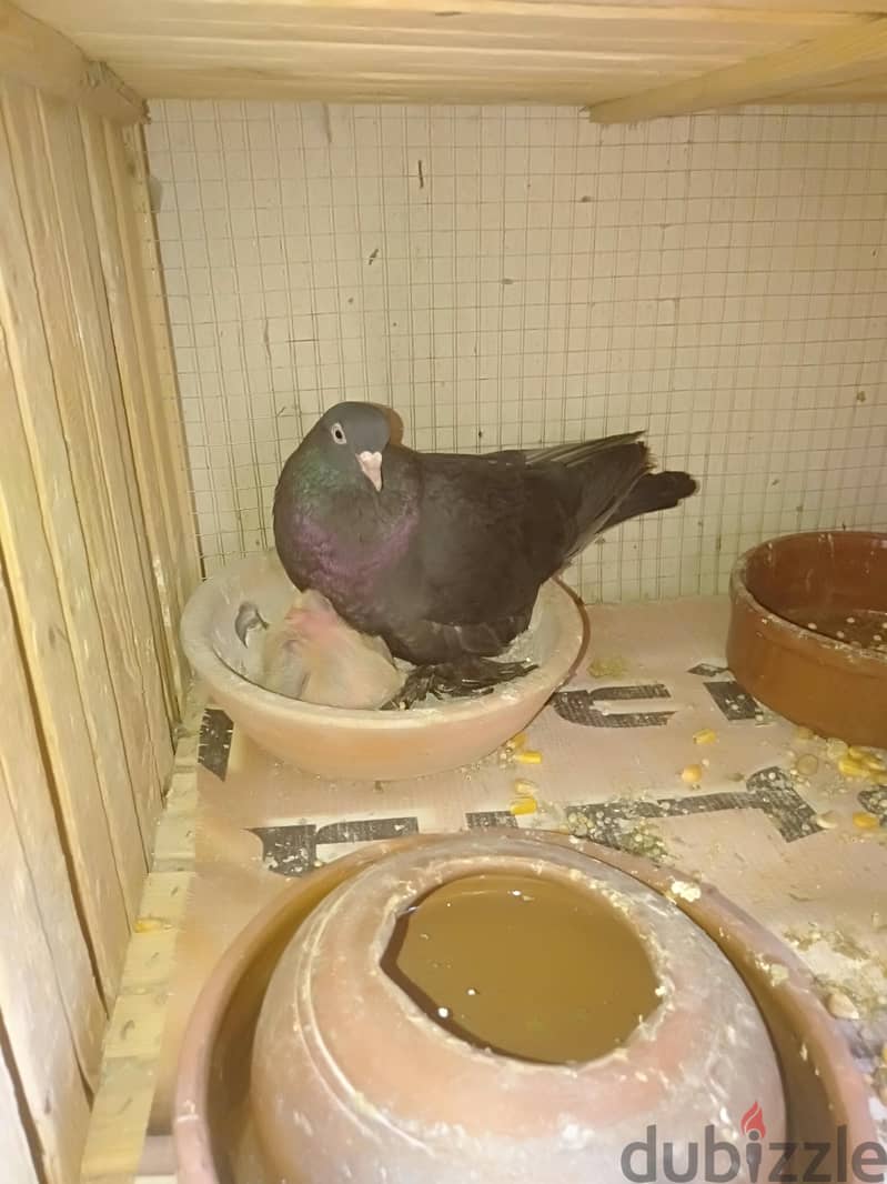 حمام للبيع 4