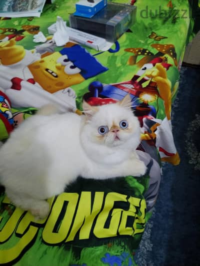 قط هميلايا للبيع