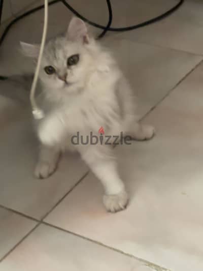 قطة انثى 3 شهور للبيع مع كل اغراضها