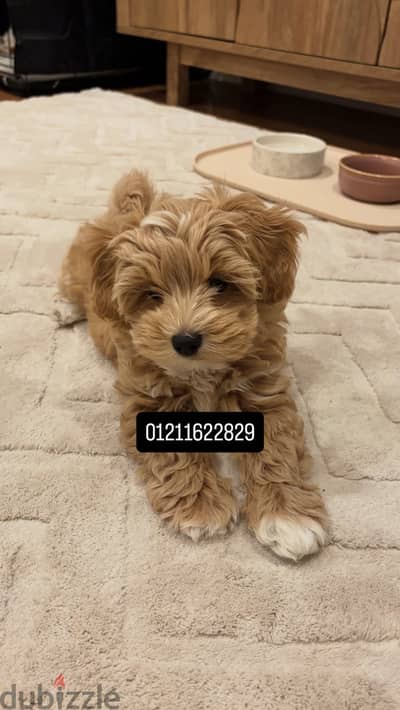 Top quality poodle x maltipoo puppies اجمل جراوي مالتيبو