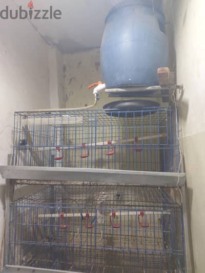 بطاريه دواجن  وفراخ