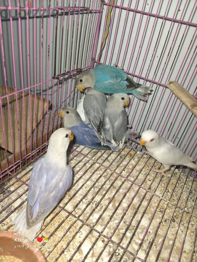عصافير روز
