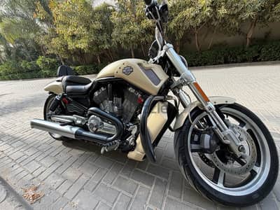 v-rod muscle