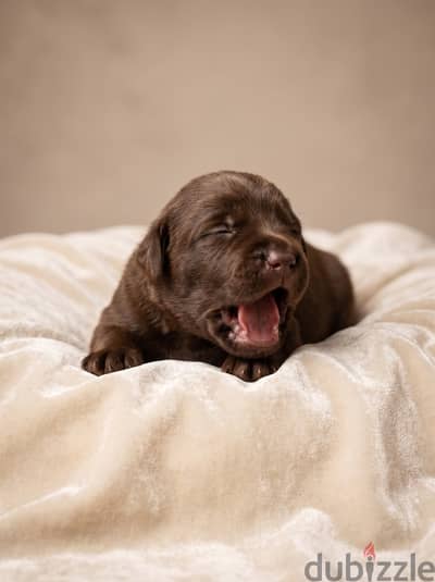 Labrador chocolate