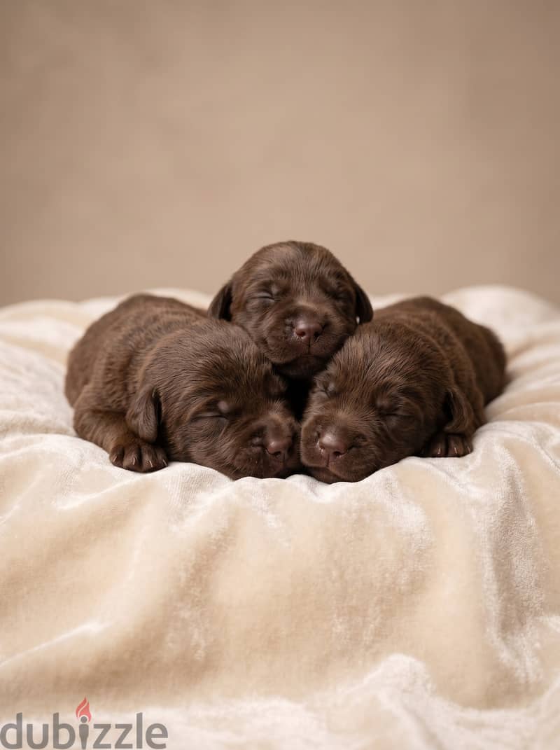 Labrador chocolate 1