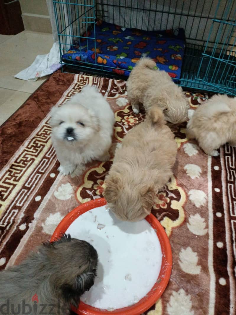 بيكنواه  للبيع 5