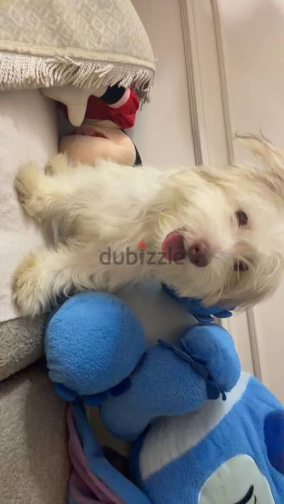 Havanese