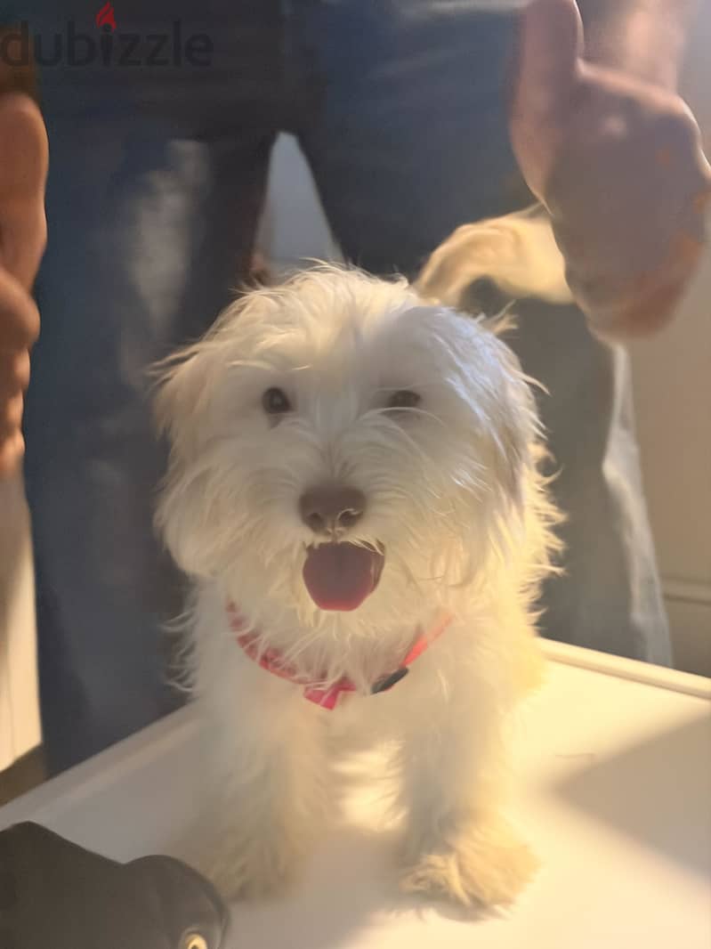 Havanese 1