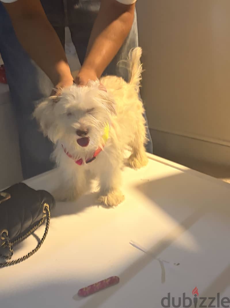 Havanese 2