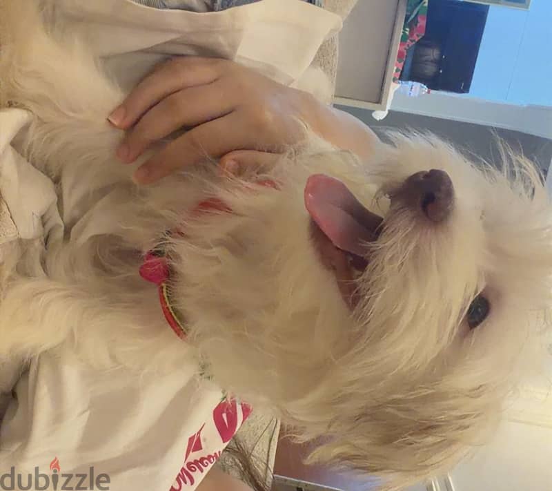 Havanese 3
