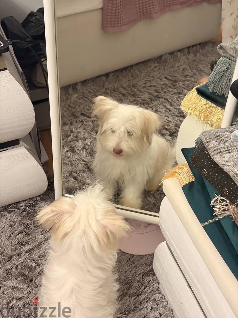 Havanese 4