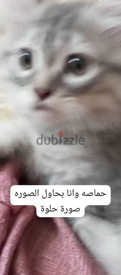 حماصه قط شيرازي صاحب صحبه