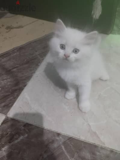 قطط شيراز