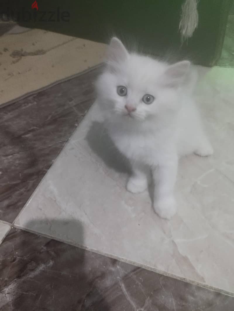 قطط 50 يوم 1