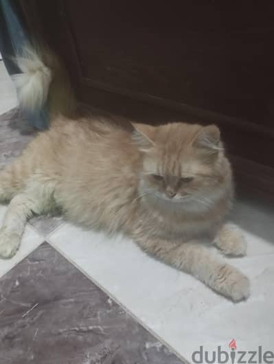 بنت شيراز  هاف بيكي