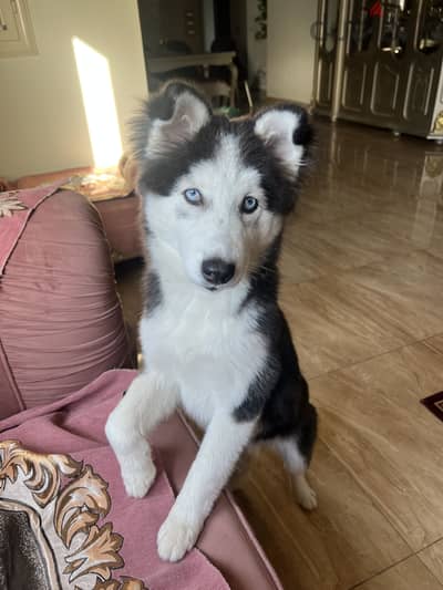 “Sky” a female husky puppy