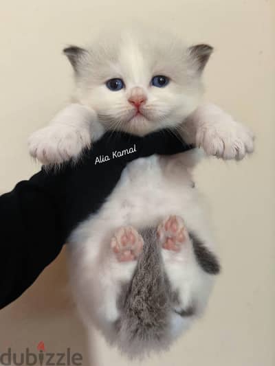 Seal bicolor Ragdoll راغدول راجدول
