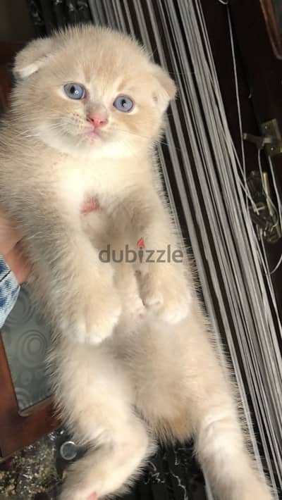 قط سكوتش عمر ٤٥يومً
