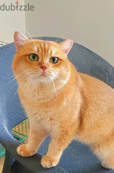 قط بريتش شورت هير British shorthair Gold BY12