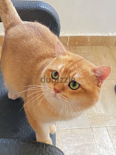 للتزاوج قط بريتش شورت هير British shorthair Gold BY12