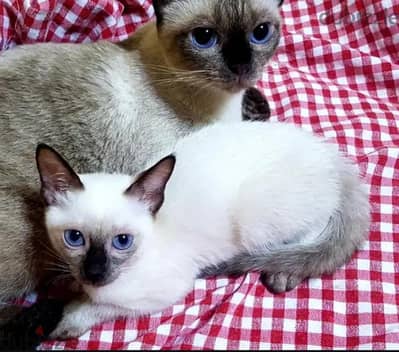 قطط كيتنز سيامي سيامى Siamese