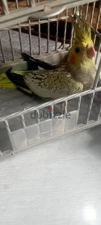 للبيع جوز كوكتيل شبابات واحد 6 شهور وواحد 4 شهور