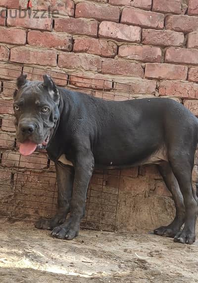 نتاية كين كورسو cane corso