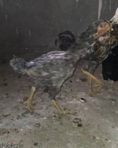 فرخه هندي  بلوزه