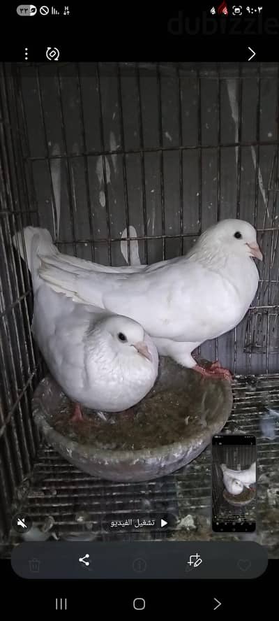 جوز لاحم فرنساوي