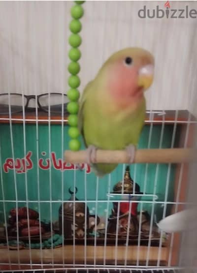 عصفور روز للبيع  و للتواصل 01005109561
