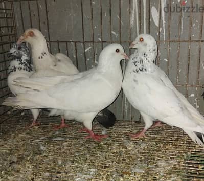 مجموعة حمام ذكور